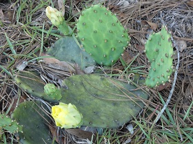 cactus plant