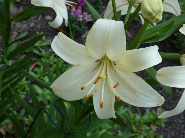 oriental lily