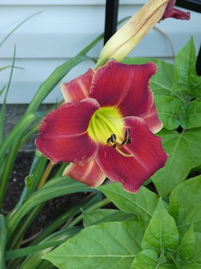 daylily