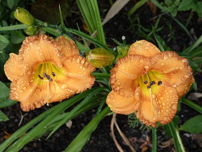 orange daylily