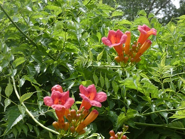 honeysuckle blooms