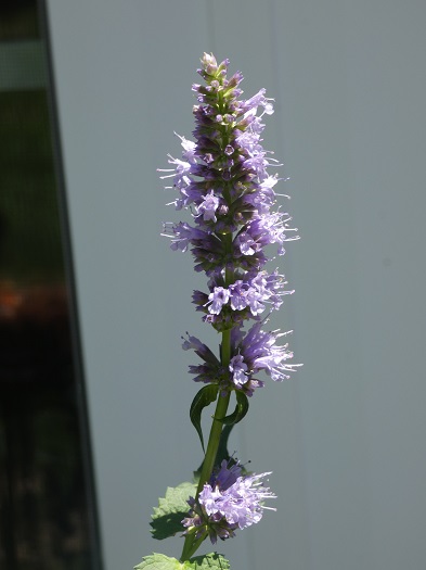anise hyssop11