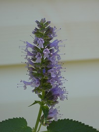 anise hyssop1