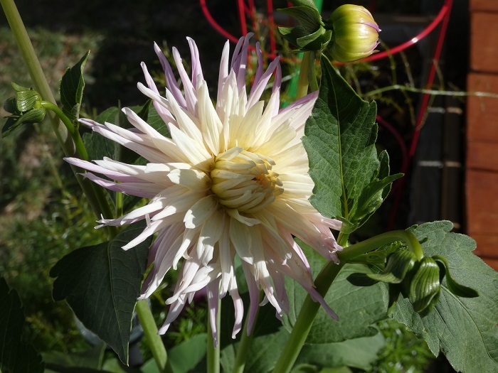 cactusDahlia2
