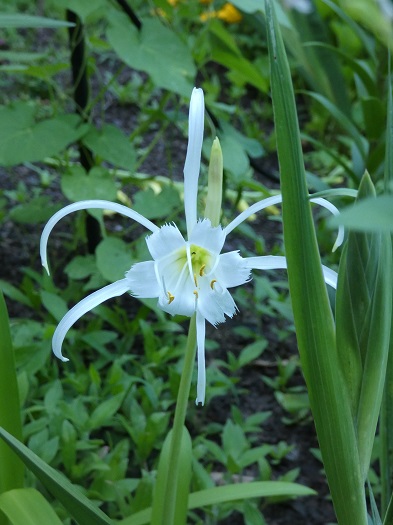 spring spider lily