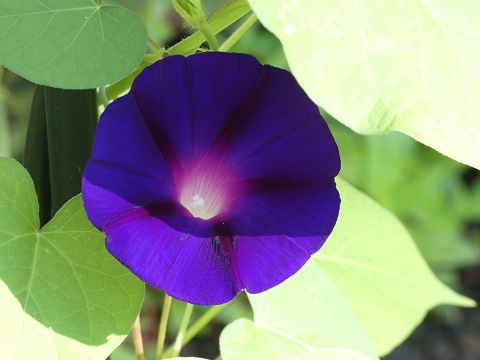 purple morning glory