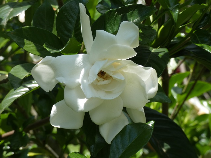 gardenia