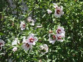 rose of Sharon blooms