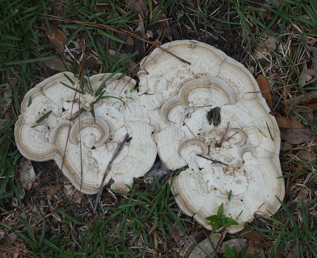 Berkeley's polypore