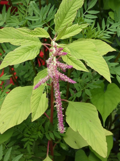 Amaranth
