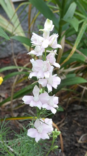 white larkspur