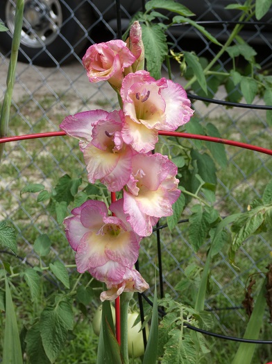 gladiolus