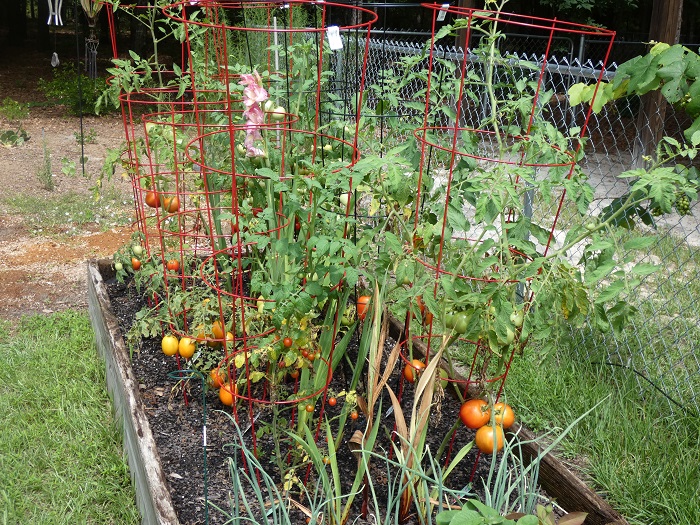 tomatoes