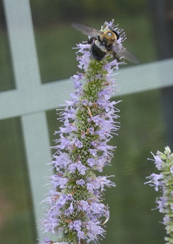 Bees1