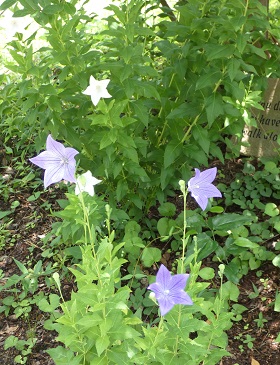blue balloon flowers