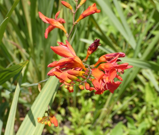 crocosmia bloom