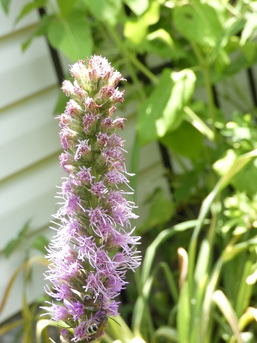 bee in anise hyssop