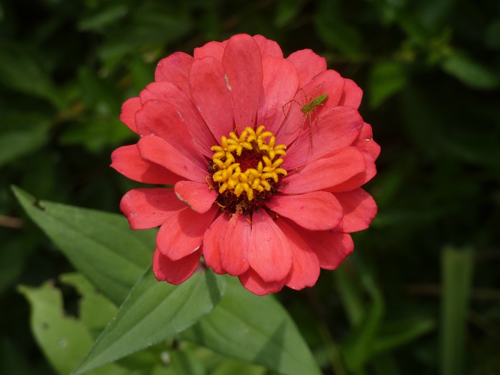zinniz