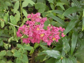 light crepe myrtle