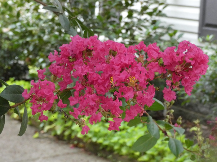 crype myrtle