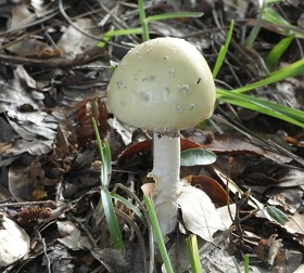 mushroom2