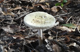 mushroom3
