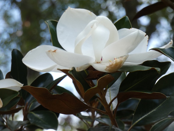 magnolia bloom