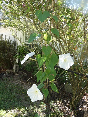 moon flower bloossoms and buds