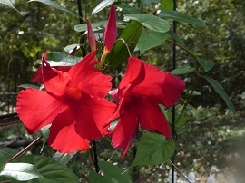 mandevilla
