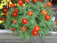 Marigold4