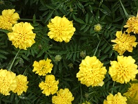 Marigold5