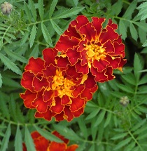 Marigold 1