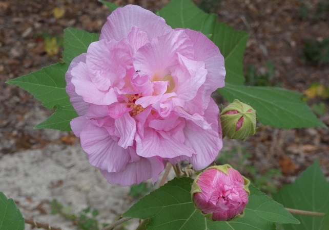 confederate rose blossom