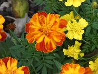 marigold