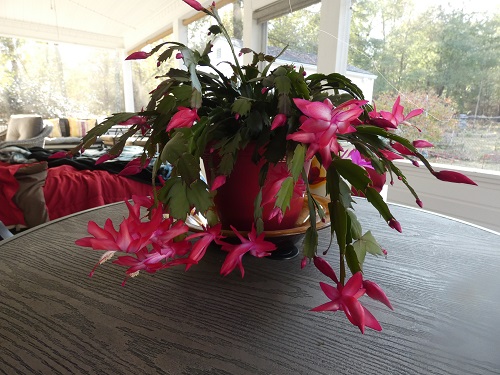 Christmas Cactus