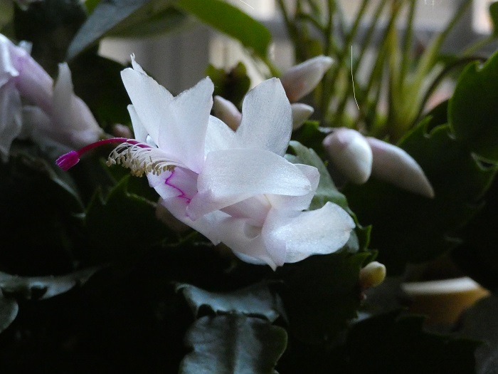 Christmas Cactus 2