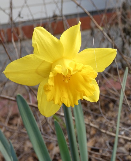 daffodil