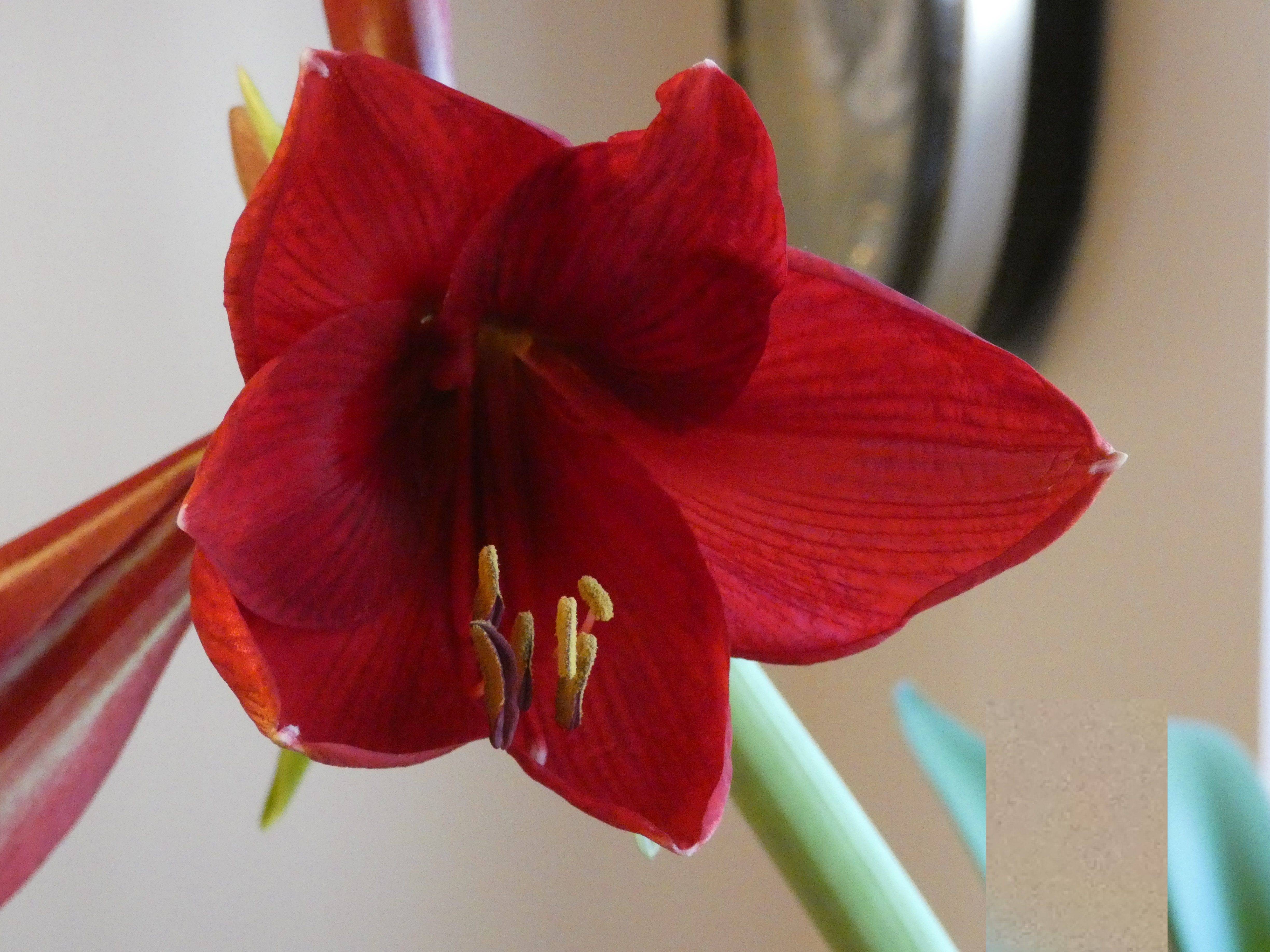 amaryllis