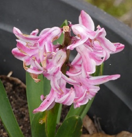 pink hyacinth