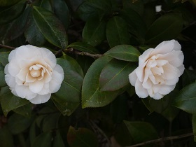 camellias