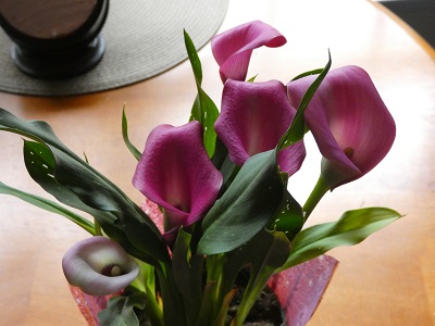 calla lily