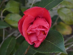 cammelia2